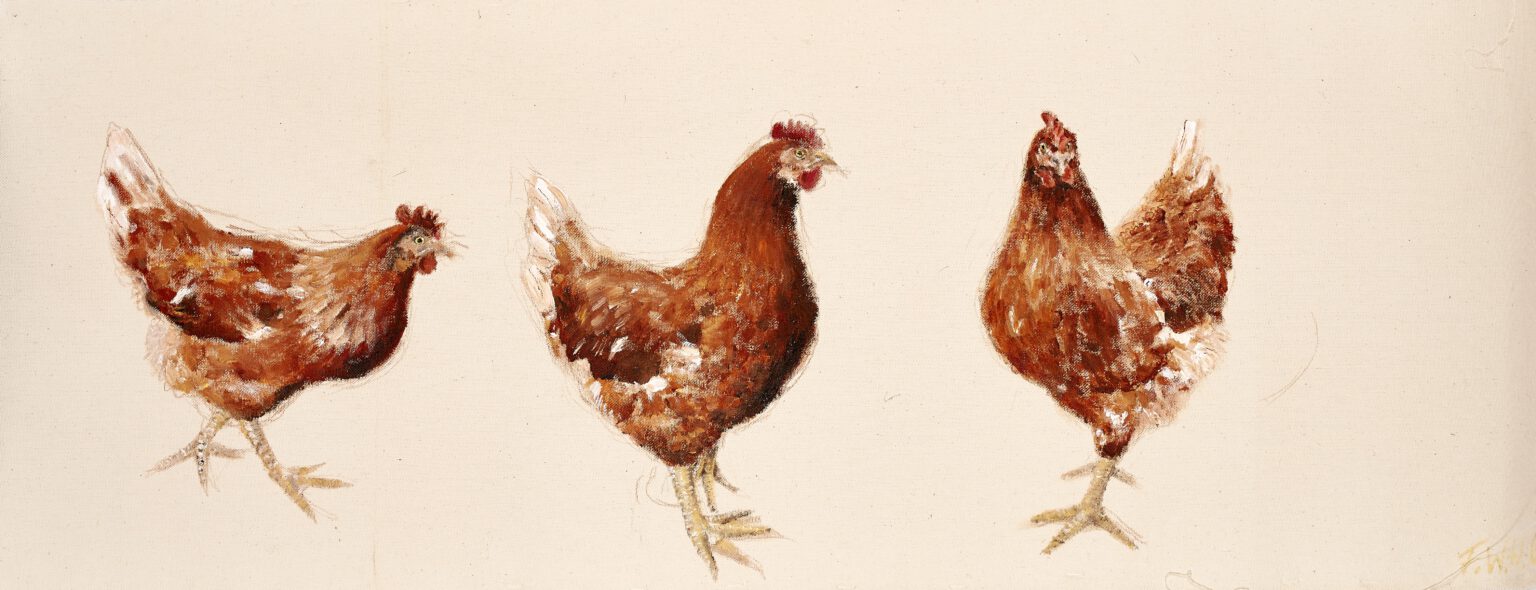 3 Hühner