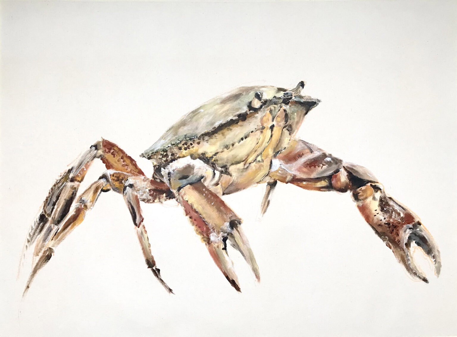 "Strandkrabbe", Ölkreide/Acryl auf Leinwand, 80cm x 80cm, 2024